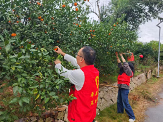 图为志愿者帮助果农采摘橘子